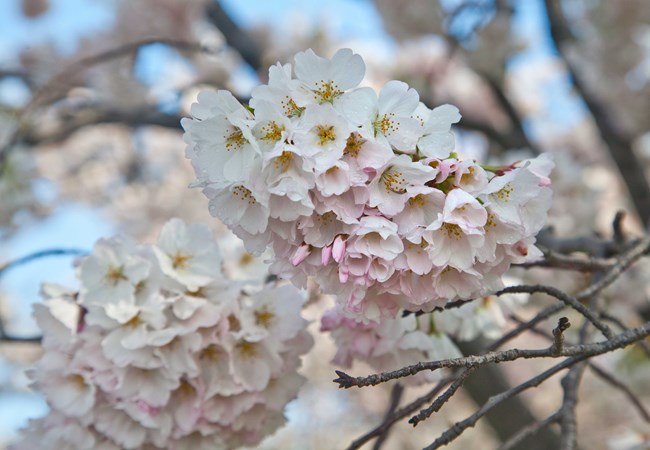 Pink and white blossoms with droplets of water