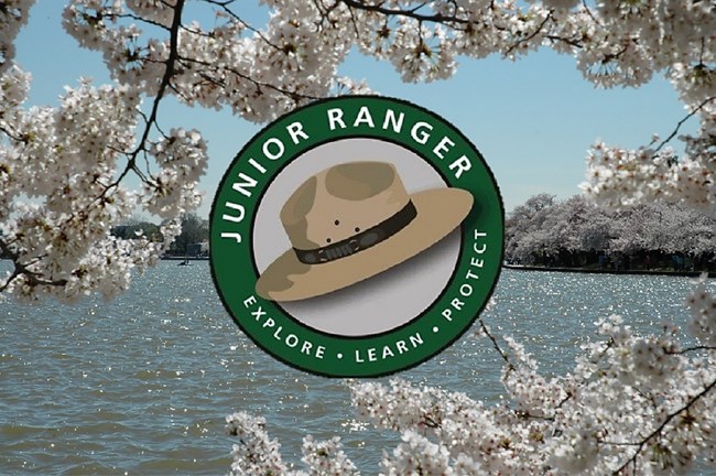 Junior ranger logo around a park service flat hat centered on a background of blooming cherry trees around the Tidal Basin