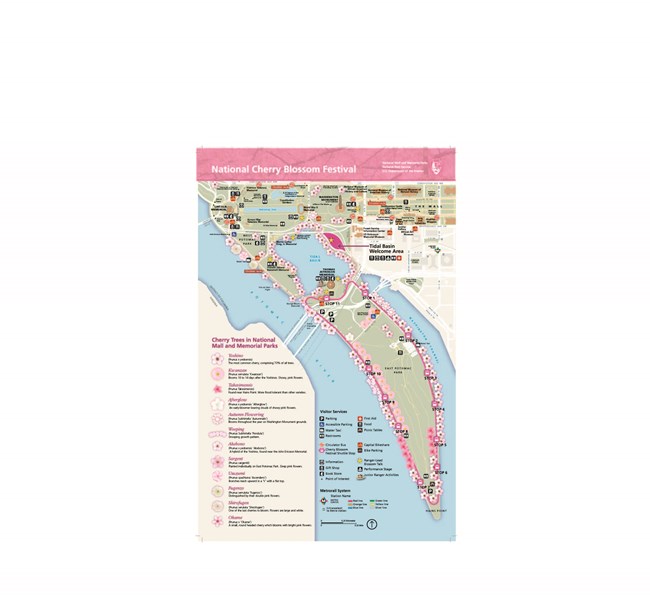 Directions Cherry Blossom Festival (U.S. National Park Service)