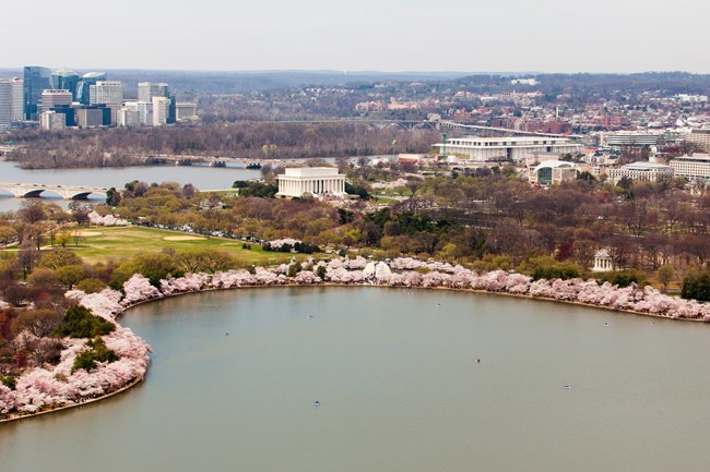 Aerial view of the Tidal Basin in bloom with the Potomac River in the background