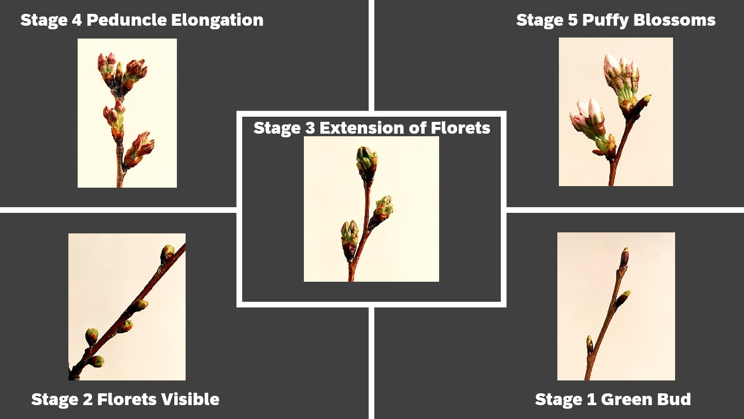 A spread of five images showing the stages of blooming