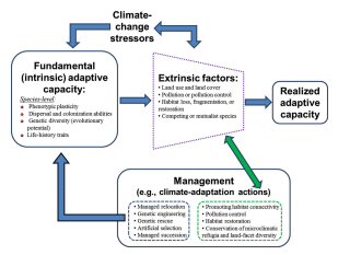 Adaptive Capacity flowchart