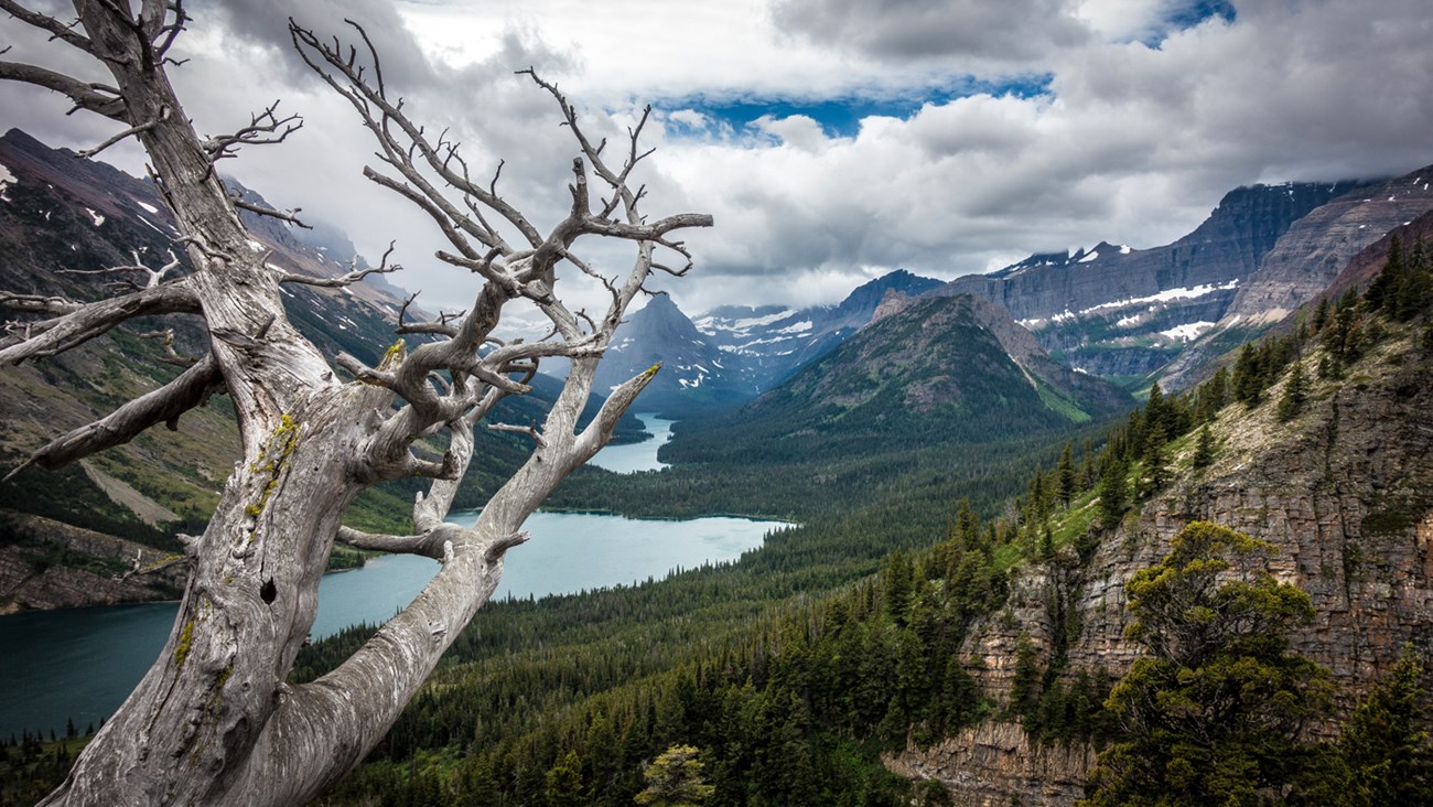 View overlooking forested mountain valley on a cloudy day. Snowcapped peaks surround lakes, with dead tree with gray-white bark in foreground