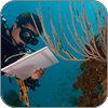 Scientist studying coral reef