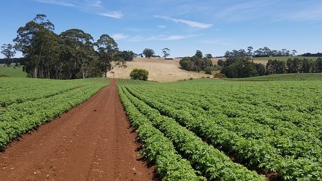 fields of crops