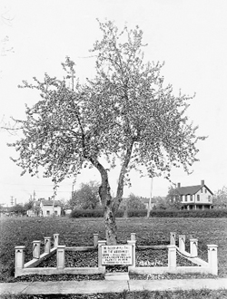 An low fence, with a plaque in front, surrounds an apple tree. Barracks structures are visible in the background.