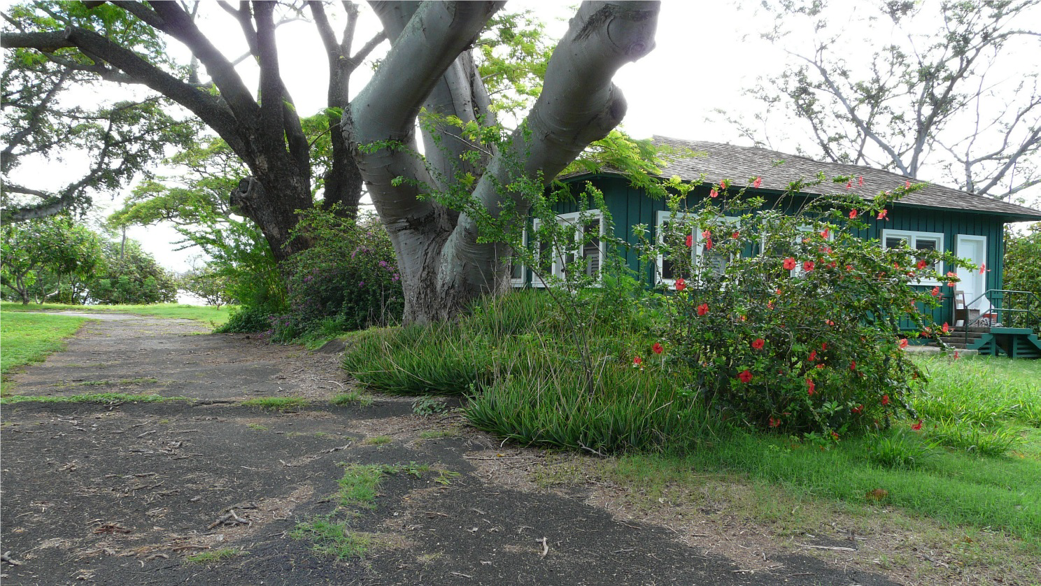 Tall trees, flowering shrubs, and short turf flank a paved walkway beside a single-story bungalow.