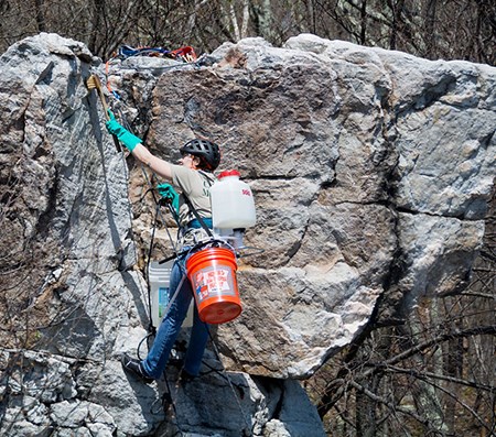 A climber is attached to the rope and to buckets as she reaches with a brush to clean graffiti from a rock.