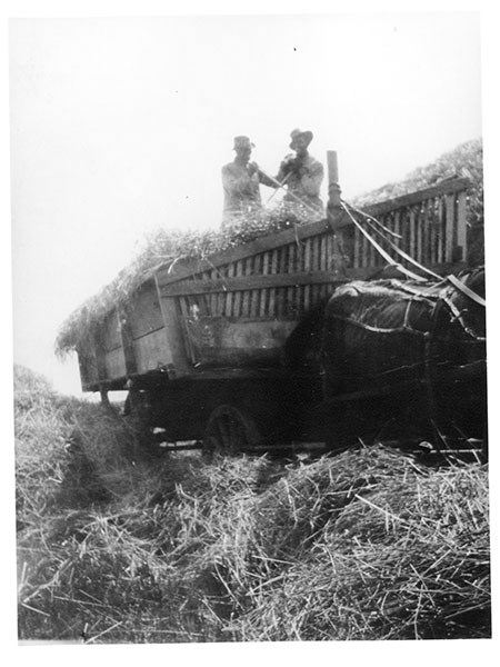 Two men shovel hay from atop a horse-drawn wagon.