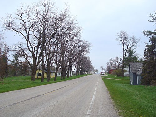 Bare locust trees in a row along Glen Haven Road