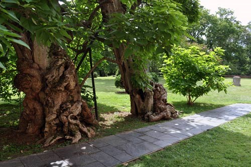 A leafy young tree grows beside two mature trees with gnarled trunks