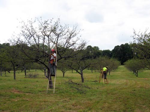 Two NPS staff members on ladders prune trees in an orchard