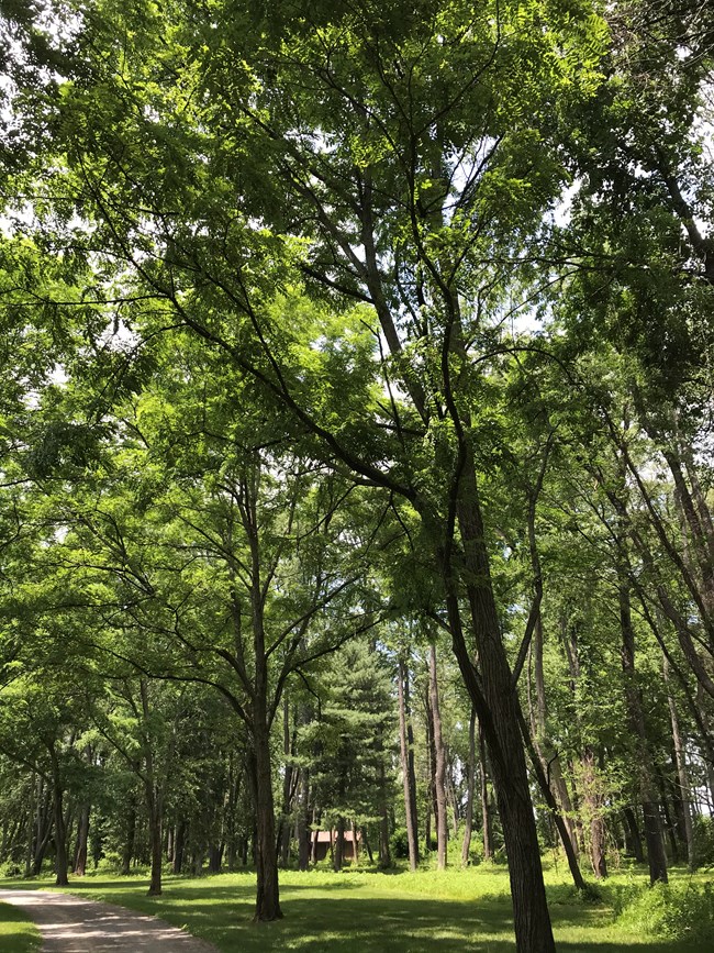 Black locust trees spaced in a row tower over a driveway