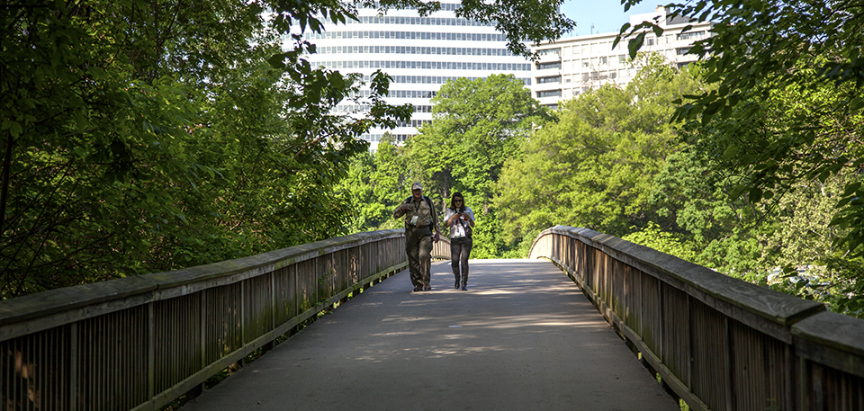 Two pedestrians cross a footbridge with wooden railings, from city to shady forest