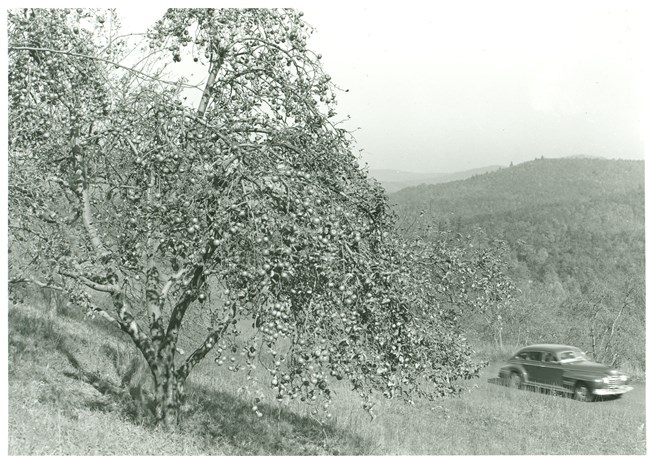 Apples fill the branches of an apple tree on a hillside, overlooking a 1940s car passing on a road and tree-covered hills in the distrance.