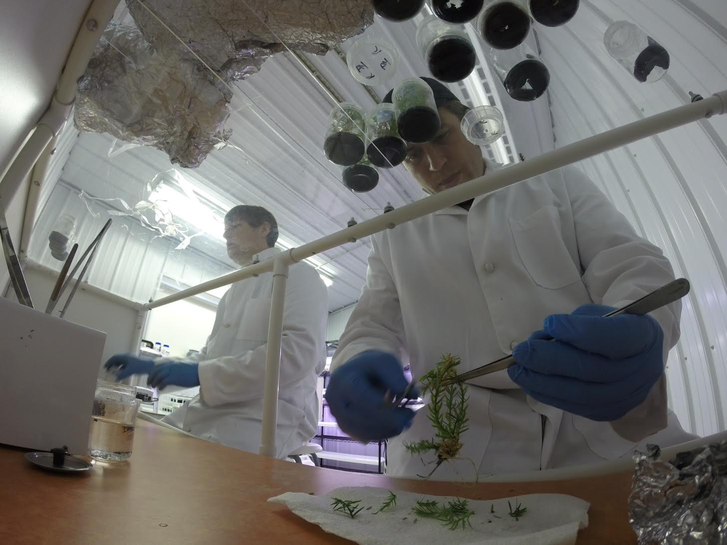Two technicians in lab coats and gloves use tools to propagate plants in a lab setting