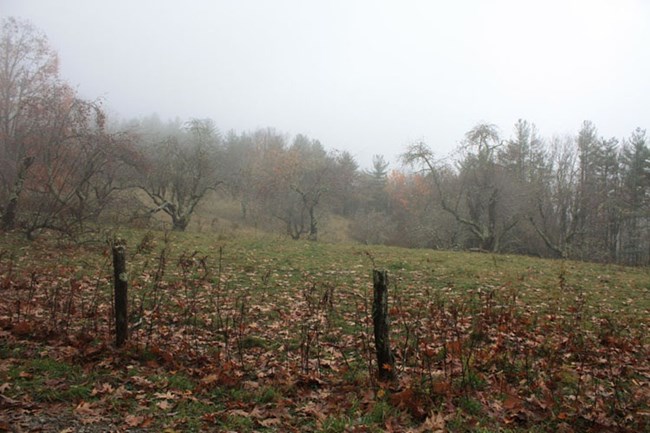 Mature apple trees with thick, curving branches grow in a foggy field, surrounded by fence and other woodland