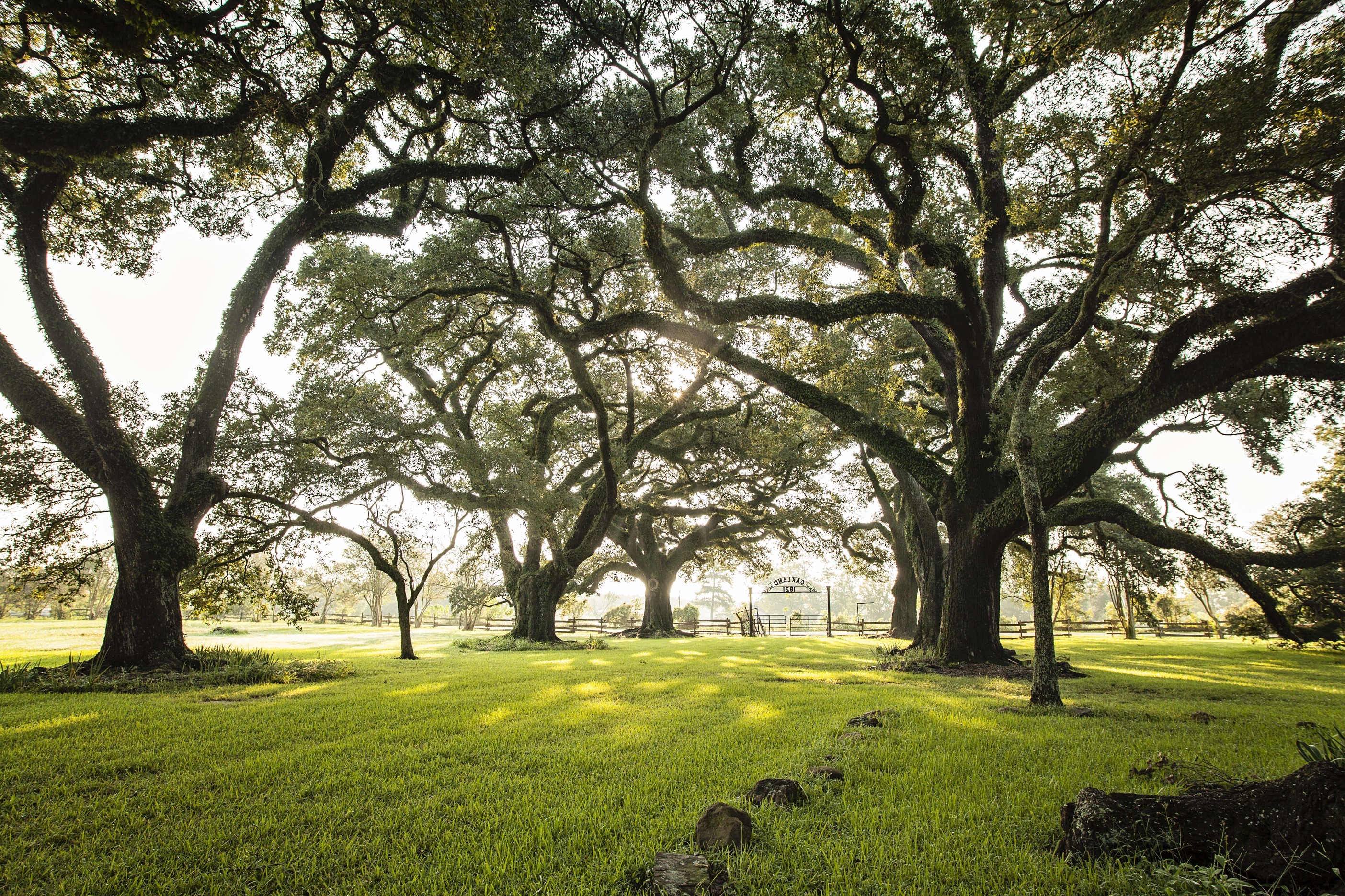 An entrance gate to a turf-covered driveway stands at the end of a tree-lined corridor, framed by sprawling oak trees.