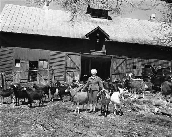A woman stands in a farmyard in front of a barn with open doors, surrounded by a herd of goats.