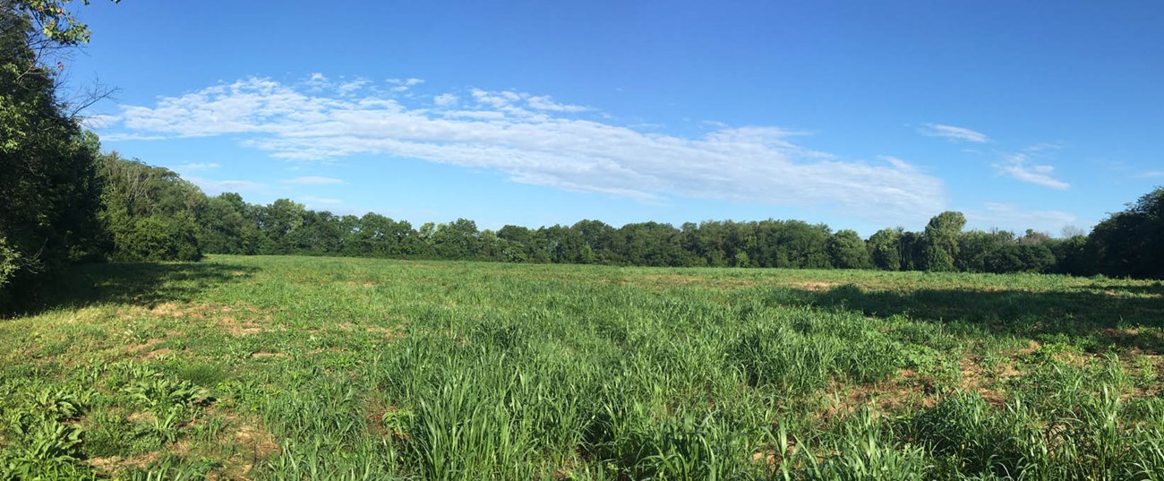 View of an open field of low vegetation, bounded by leafy trees