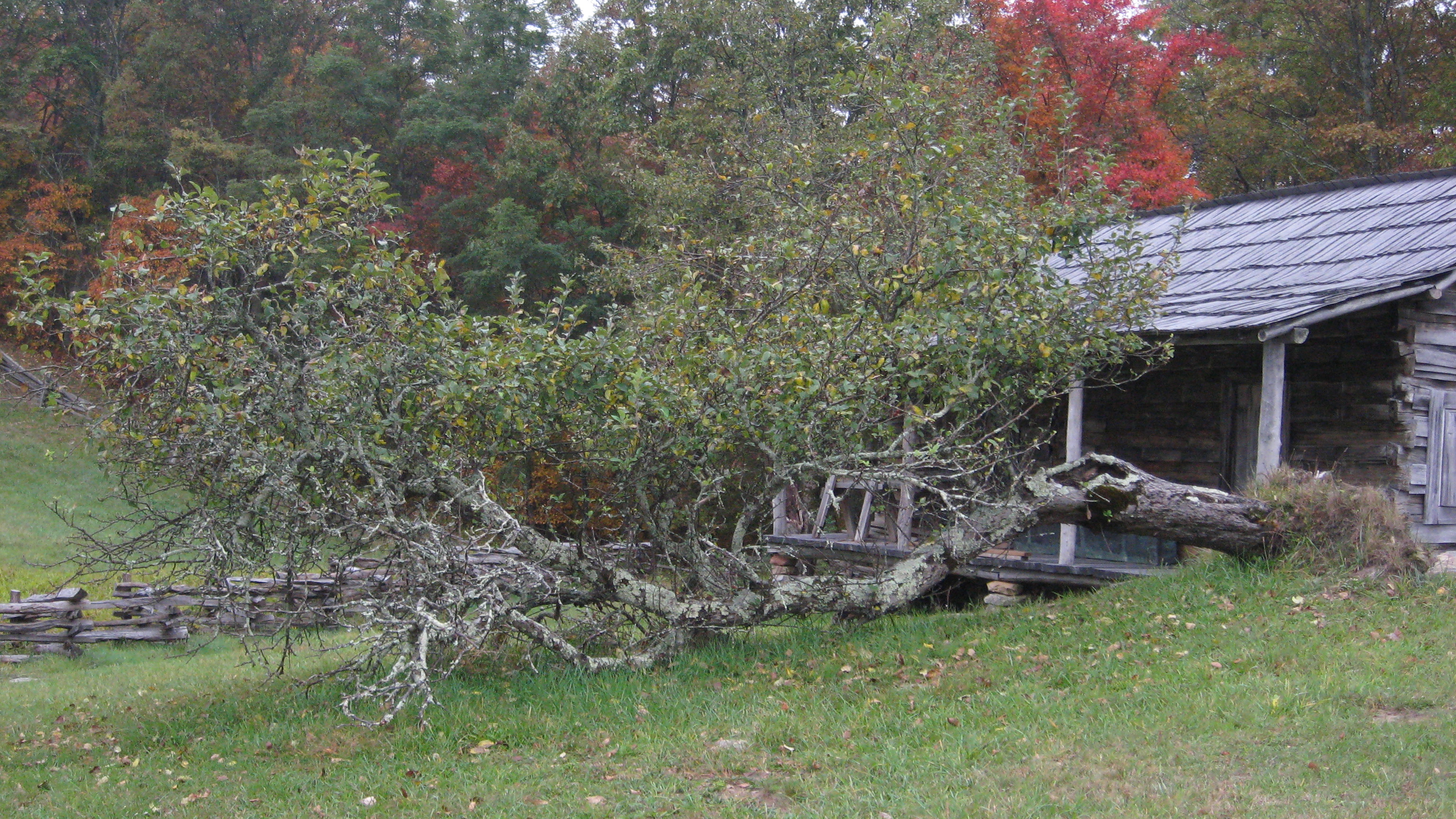 Branches grow upright from a mature apple tree, its lichen-covered trunk growing horizontally along the ground, beside a wooden structure.