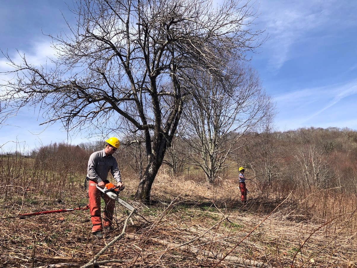 Two people with hard hats use equipment to clear vegetation from around a tall, leafless apple tree.