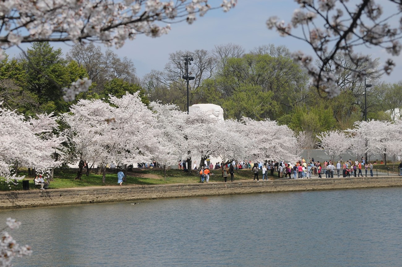 The Martin Luther King, Jr. Memorial rises above the tops of  blooming cherry trees, with visitors underneath.