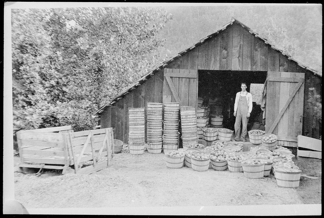 A man in overalls stands in the doorway of a wooden barn with a steep roof, surrounded by bushels of apples.