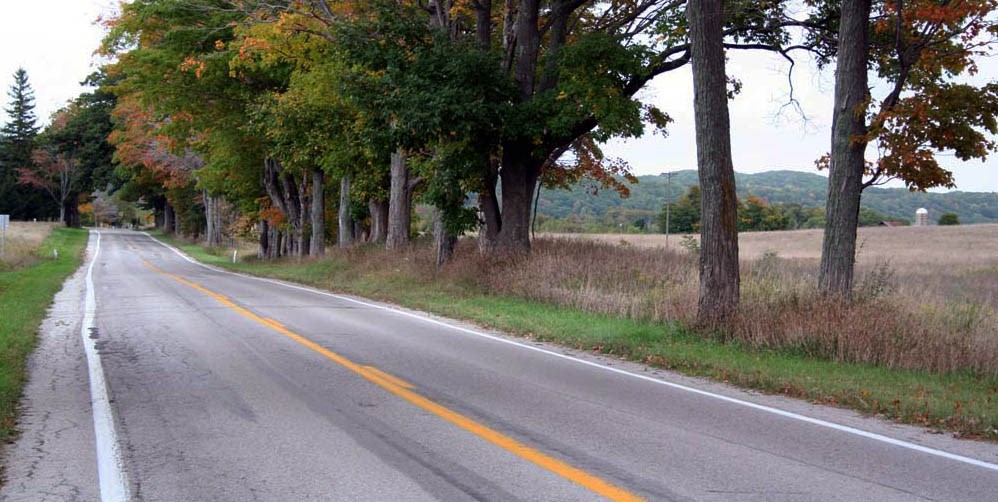 A row of sugar maples in early fall along a straight road, with agricultural fields beyond.