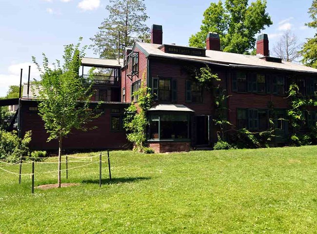 A young, leafy elm tree grows in an area of turf beside a two-story house with red siding, where vines grow up trellises.