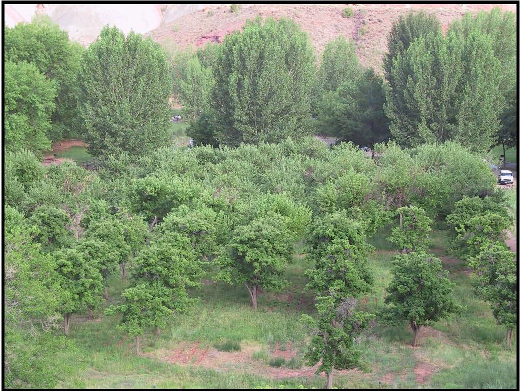 High angle view overlooking an orchard with rows of leafy trees, framed by tall trees in the background.