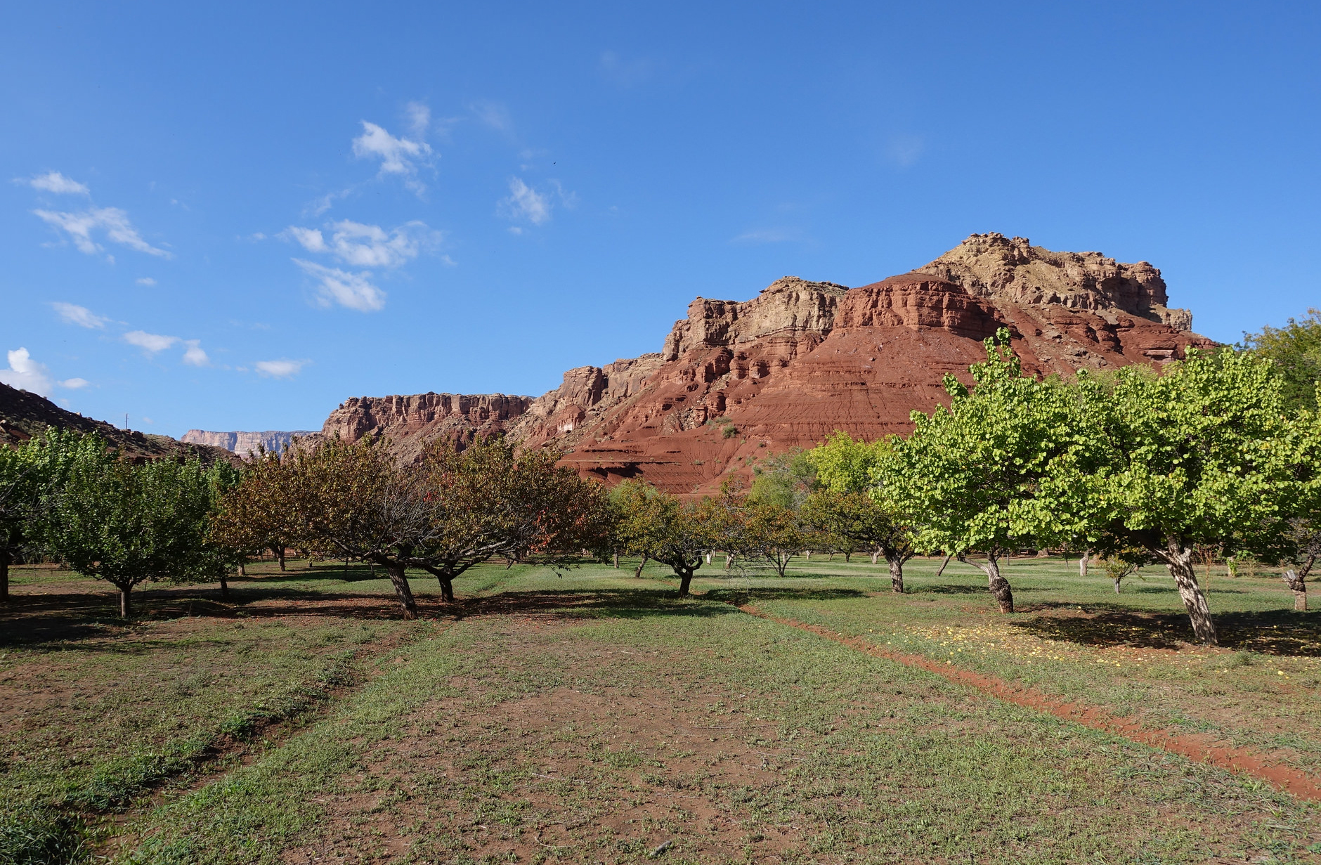 Red rocks and blue sky are a backdrop to a leafy fruit orchard with shallow irrigation ditches