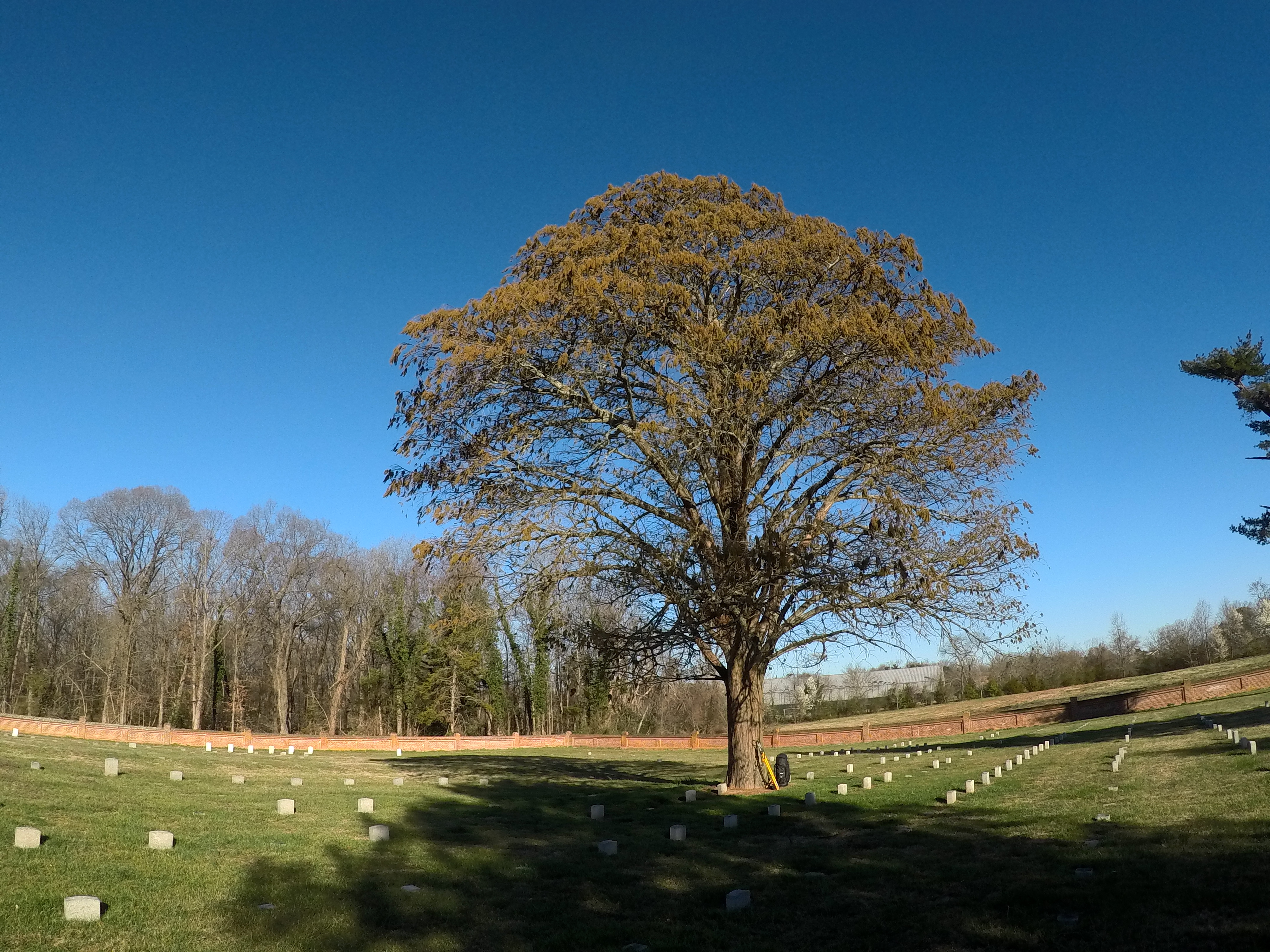 A tall tree with a broad, arching canopy stands in a burial area, with equipment for lighting protection at the base