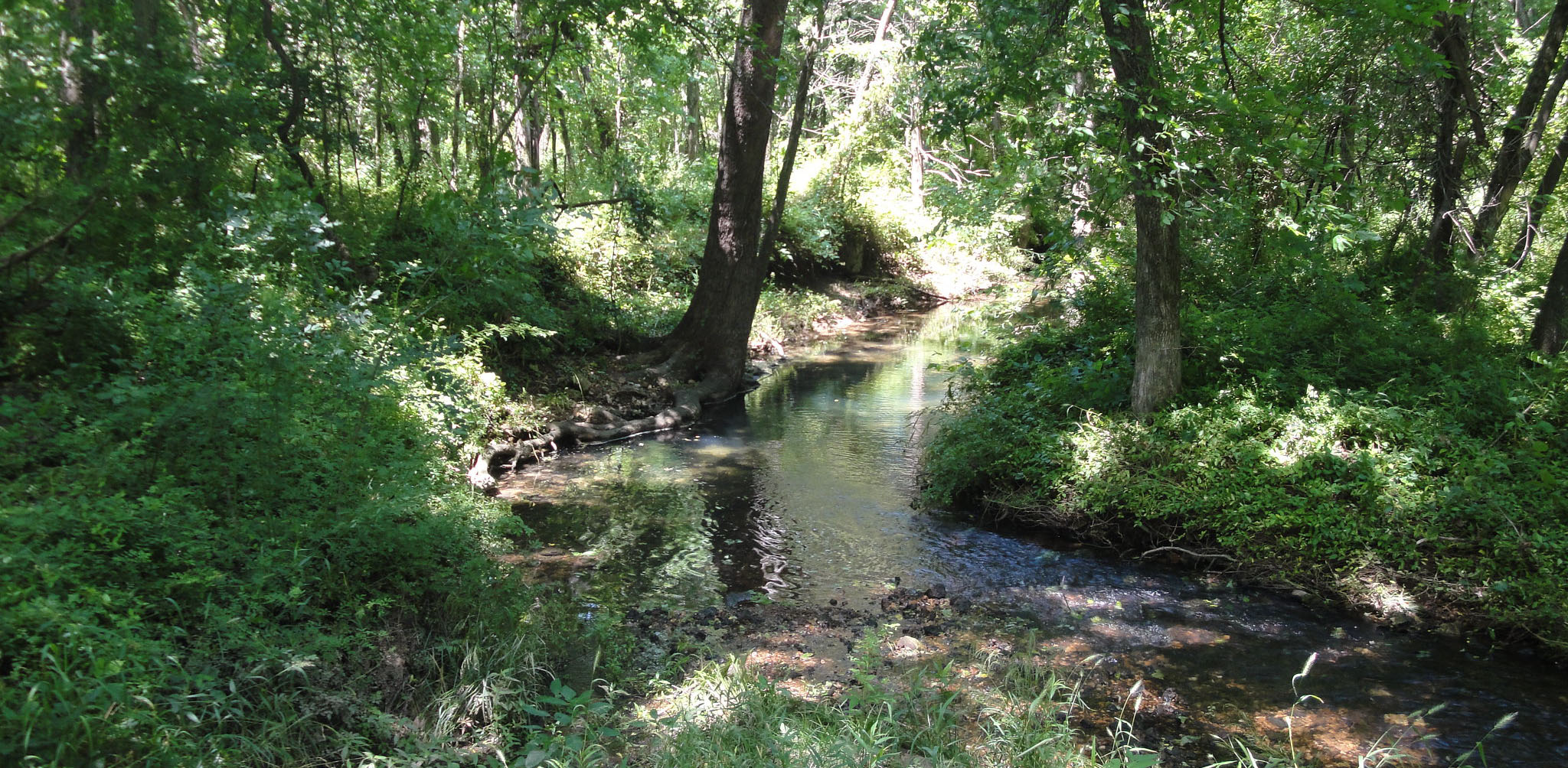 Sunlight is filtered through trees in a wooded area, where a small creek flows between leafy trees and understory.