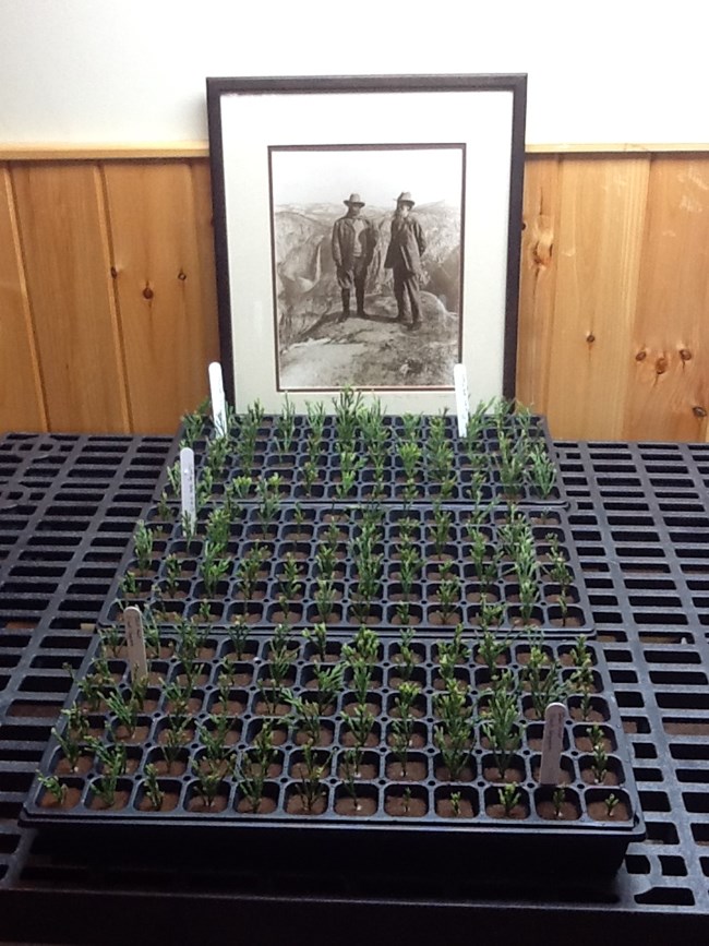 A historic photo of John Muir stands behind a tray of young plants.