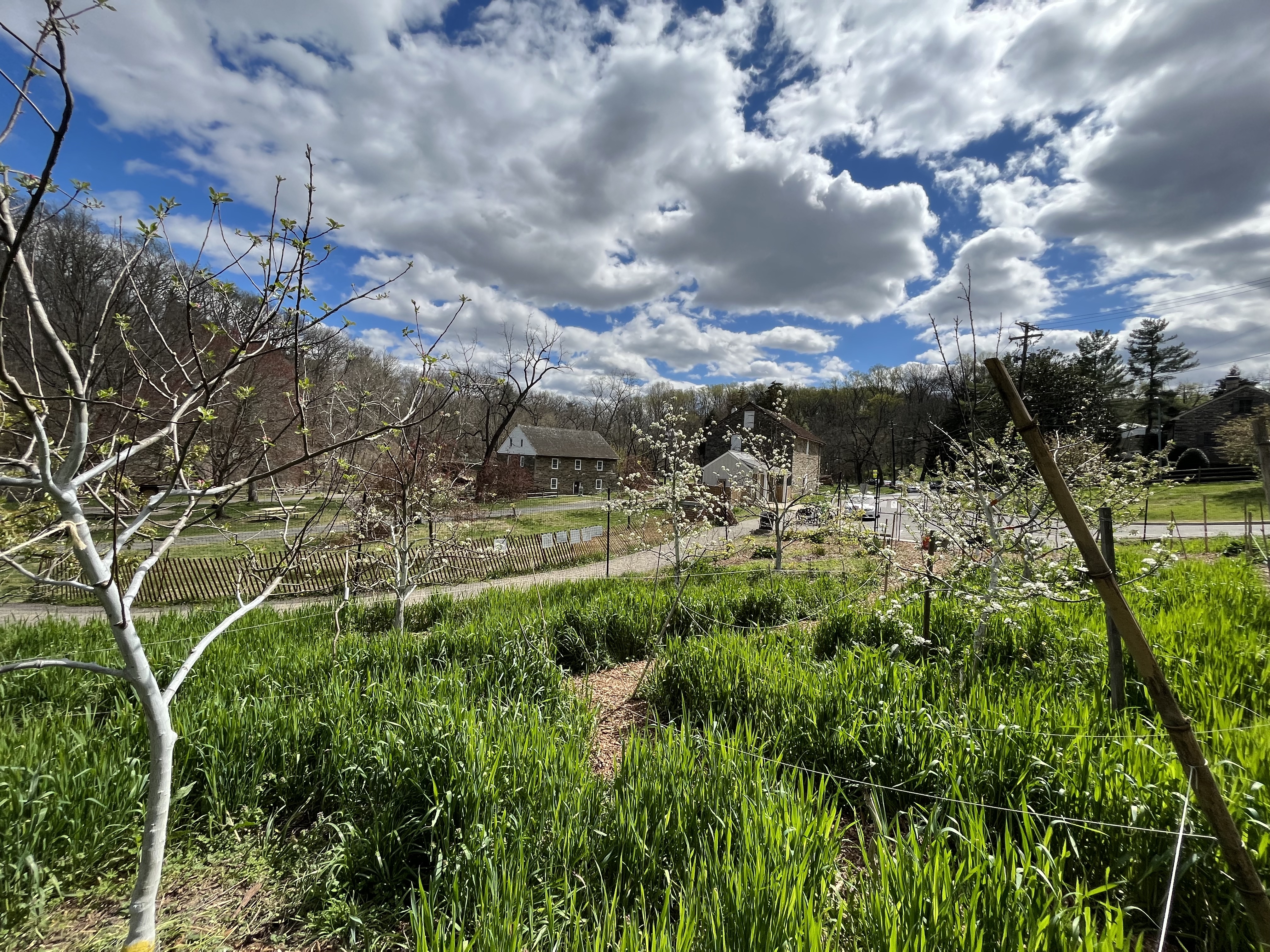 Small leaves and flowers grow on the branches of small fruit trees in an orchard. The two-story stone Peirce Mill building is in the background