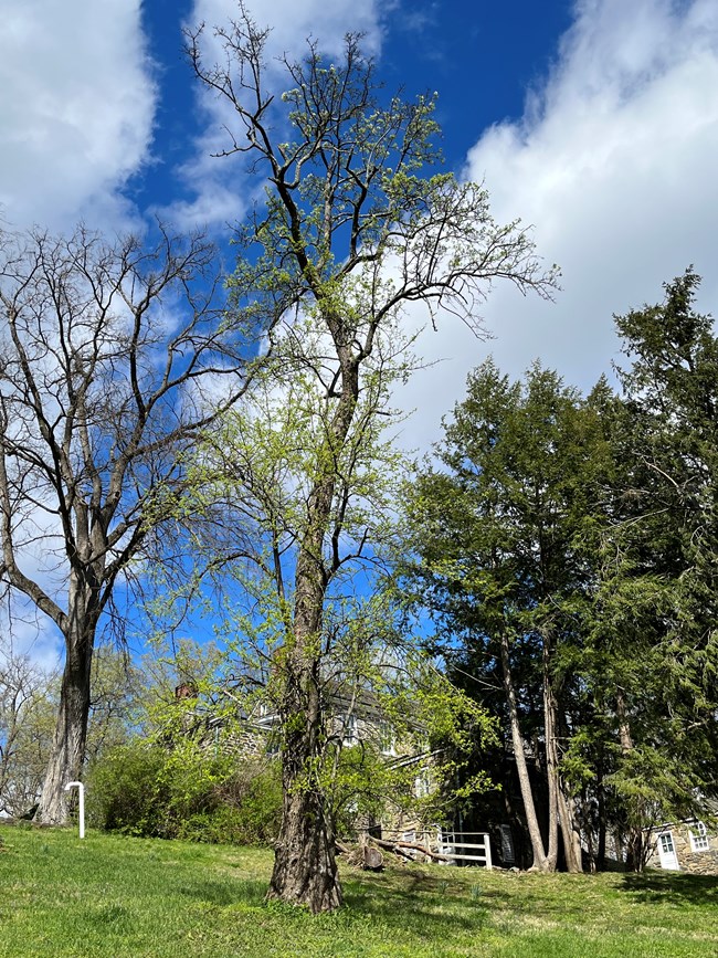 A tall, upright pear tree with an upright trunk and short side branches grows on a slope