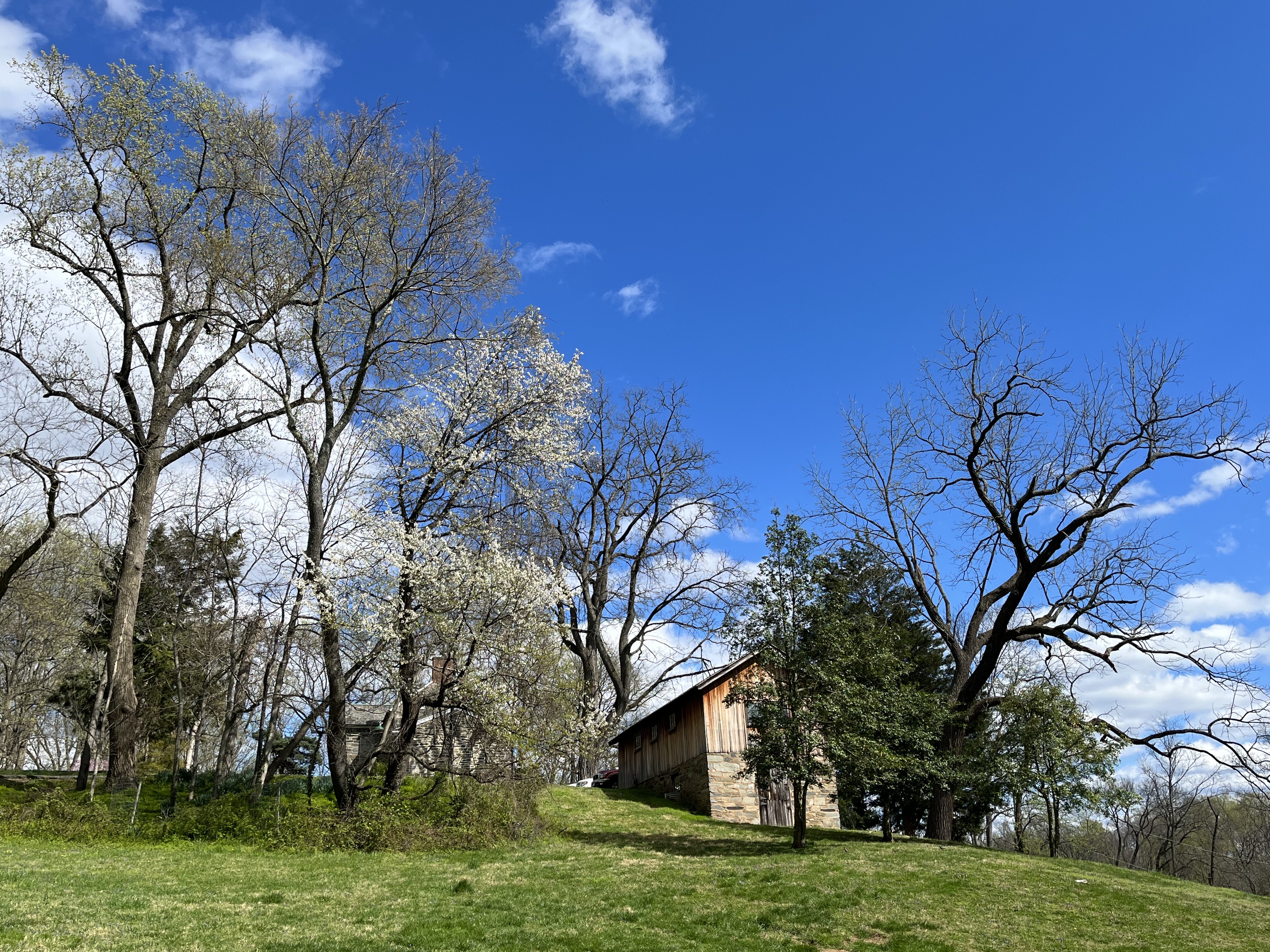White blossoms cover the branches of a tall cherry tree, growing at the edge of clearing in a cluster of other tall trees.