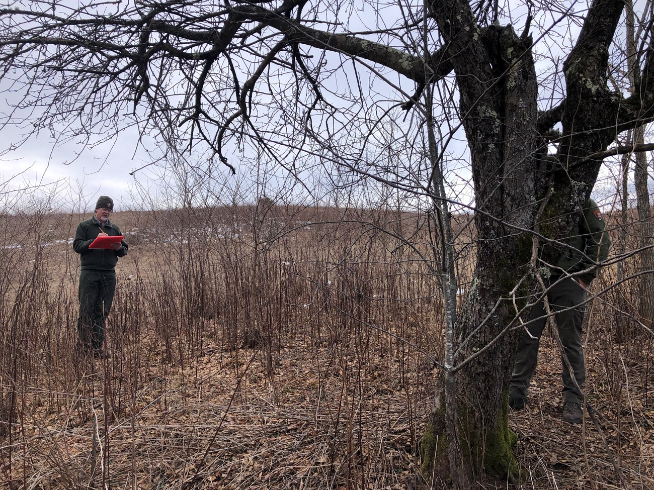 An NPS employee holding a clipboard assesses a leafless apple tree with arching branches in late-winter landscape.