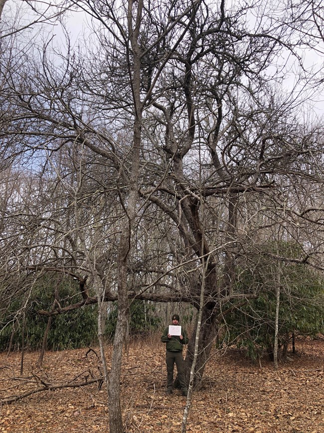 A person stands at the base of a tall, leafless apple tree, holding a sign to identify the tree.