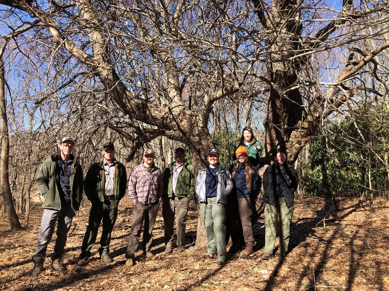 Eight people stand in a line in the dappled shadow of a mature, leafless apple tree.