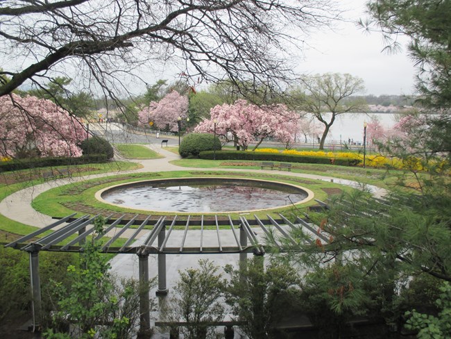 Trees with pink blooms and a golden yellow forsythia hedge form a perimeter around a round fountain, circular walkway, and turf of the George Mason Memorial.