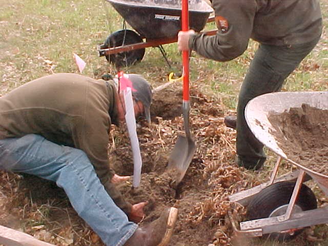 One person uses a shovel to place a young tree into a hole in the soil, where a person bends over to lower it into the ground.