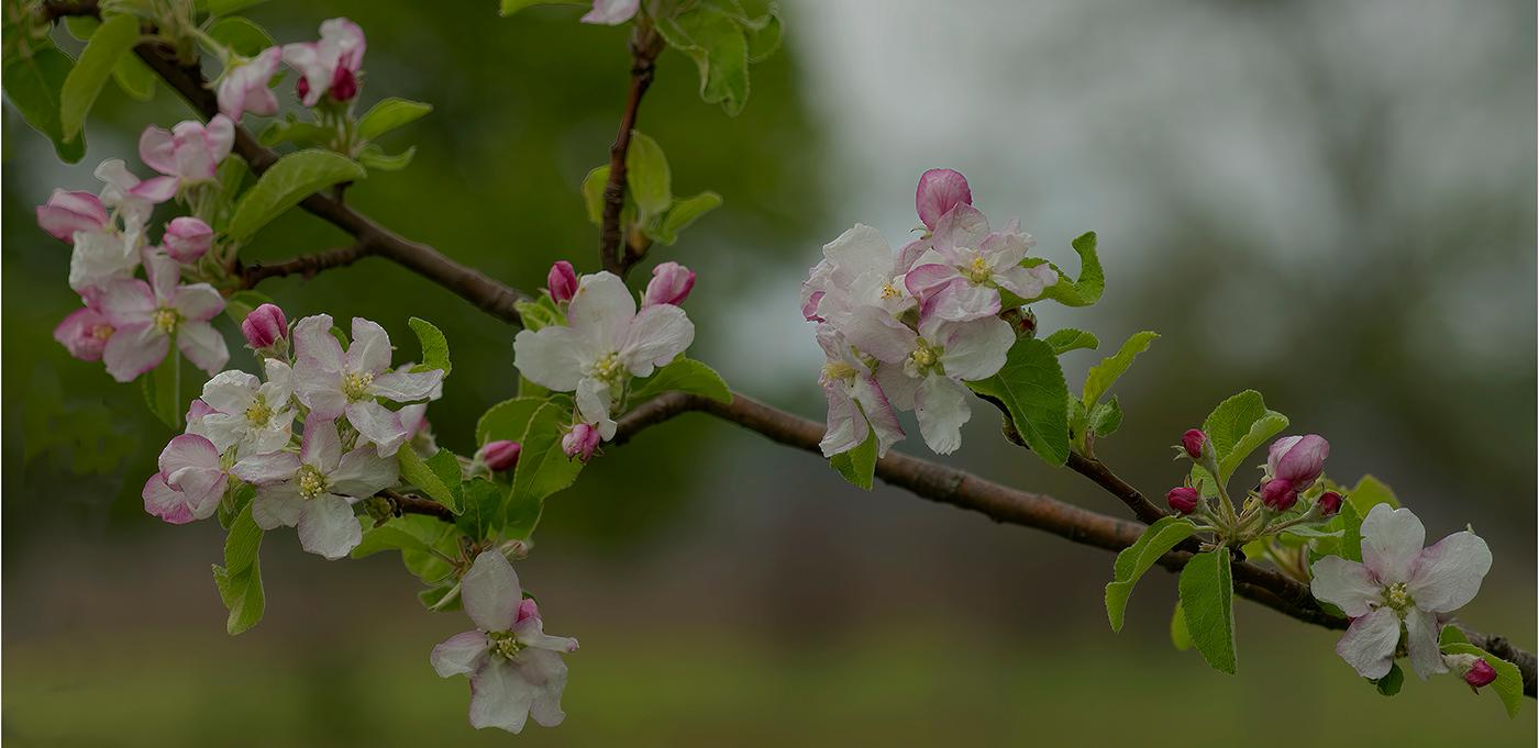 Pink and white apple blossoms grow on a slender tree branch.