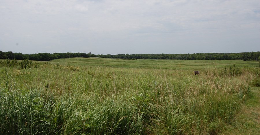 Open, rolling landscape with green prairie grass, edged by trees