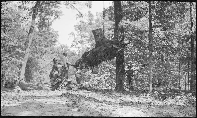 A black and white photo of a group of people in a wooded area, surrounding a large stump elevated above the ground by a chain