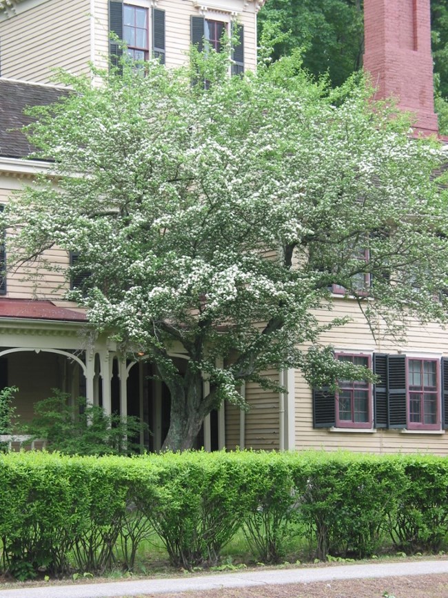 Hawthorn tree with a crown of pale green leaves and low hedge of shrubs. white flowers grows between a house and a