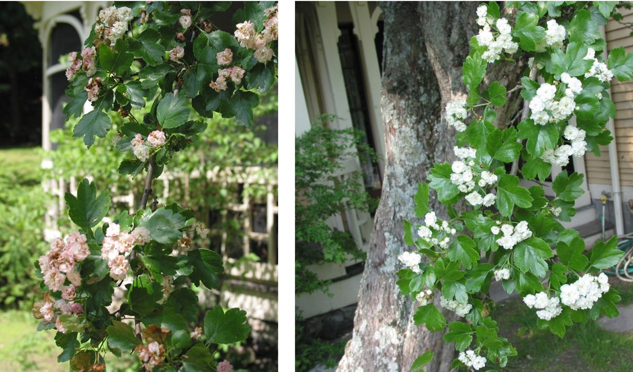 Two close-up photos compare the delicate pink and white flowers of the hawthorn tree, with lobed leaves.