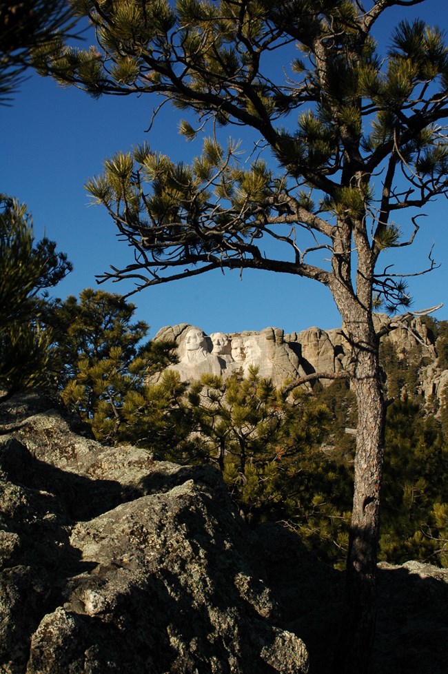 The carved Mount Rushmore under a bright blue sky with ponderosa pines and a granite outcropping in the foreground.