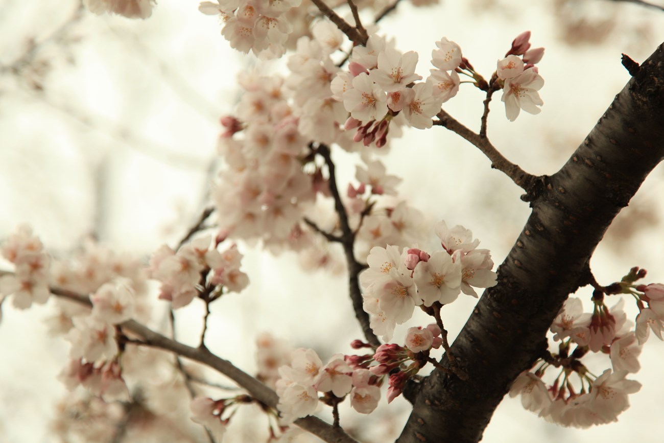 Close-up of clusters of cherry blossoms on tree branches